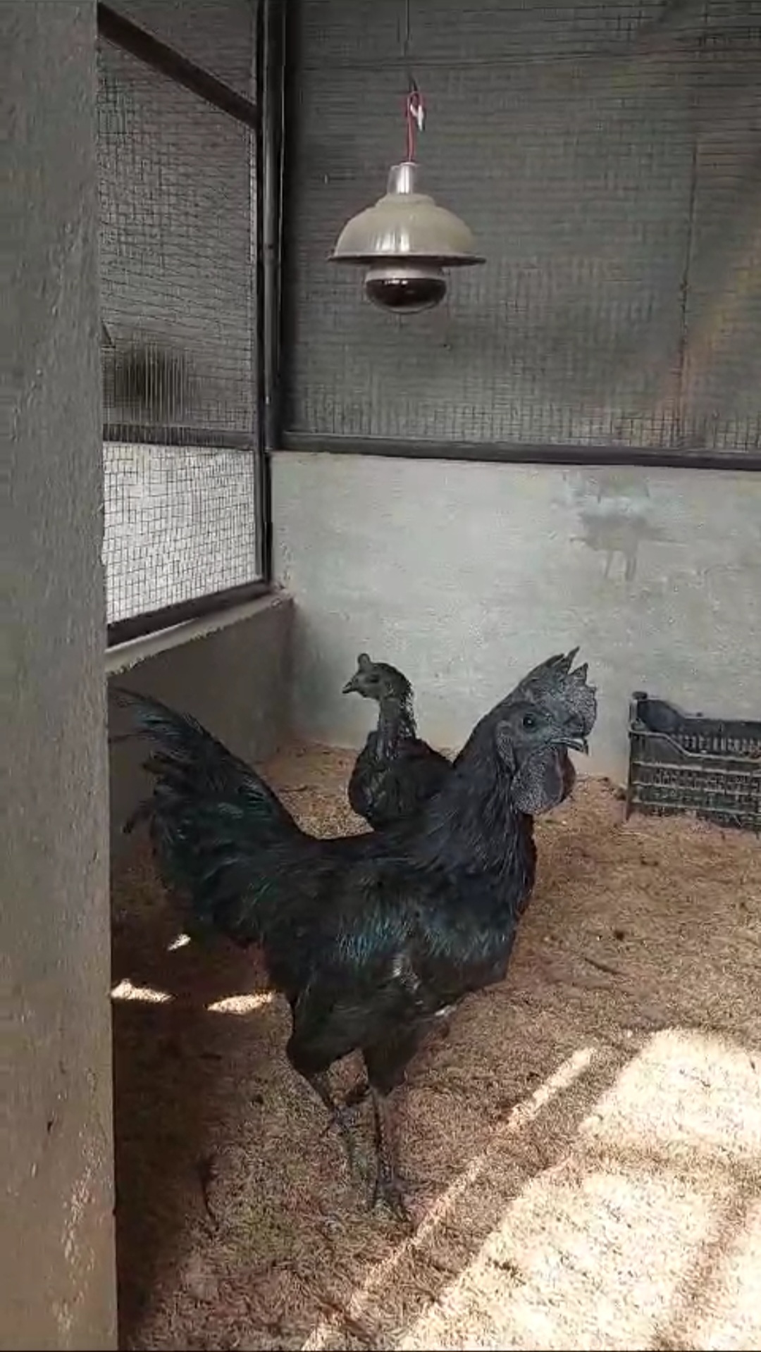 Ayam Cemani Black Tongue (Pair)